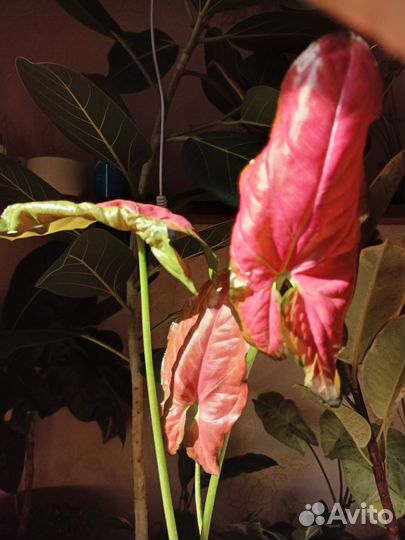 Сингониум Ор Нак