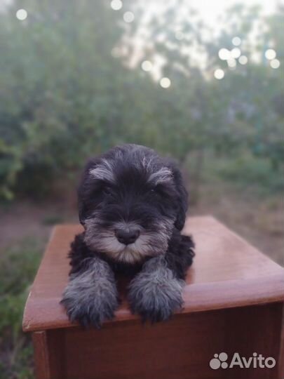 Цвергшнауцер щенки