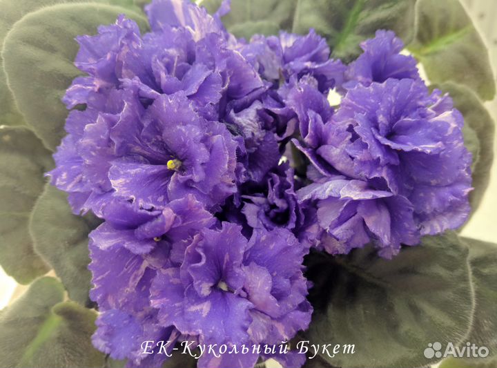 Фиалки сортовые