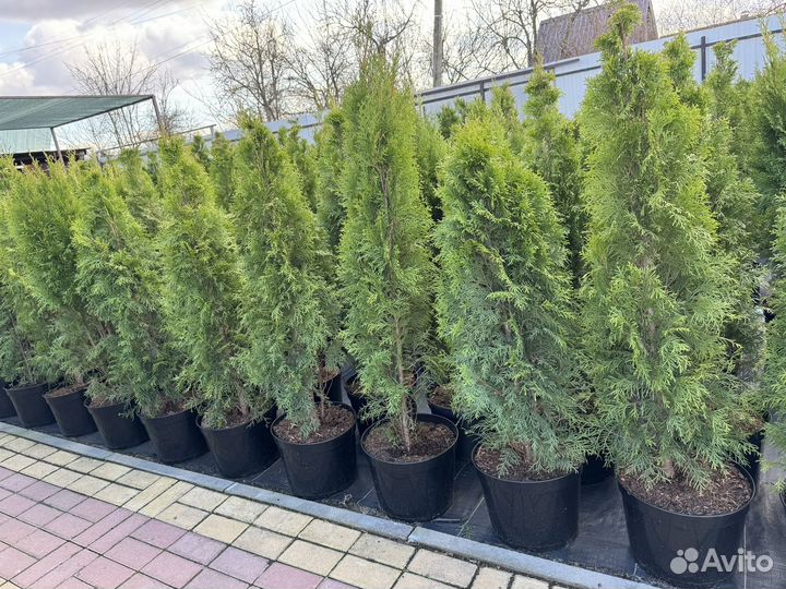 Туя смарагд