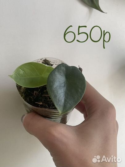 Алоказия чаии