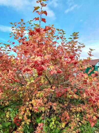 Участок 6 сот. (СНТ, ДНП)