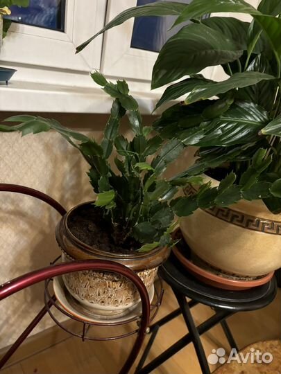 Цветок декабрист