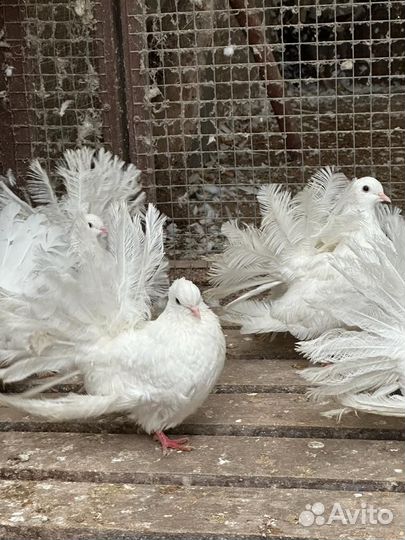 Продажа голубей