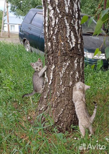 Котята в дар бесплатно