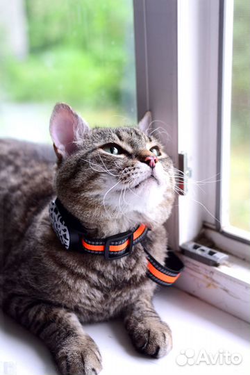 Gps трекер для кошек