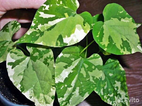 Брандиантум