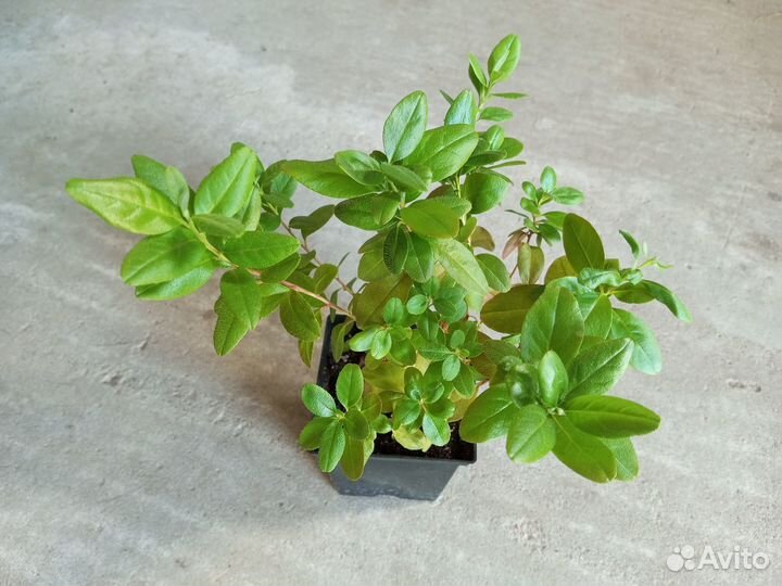 Рододендрон Остроконечный