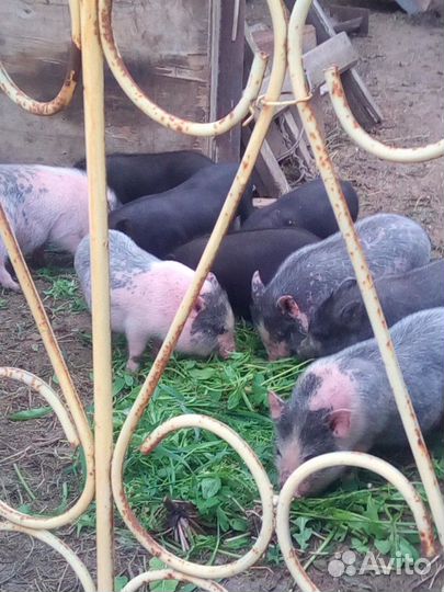 Вьетнамские Просята