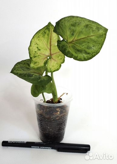 Сингониумы сортовые - 2