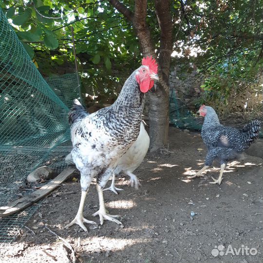 Куры петухи
