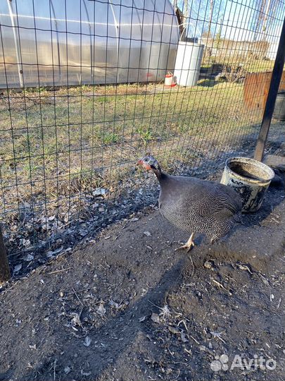 Куры цесарки