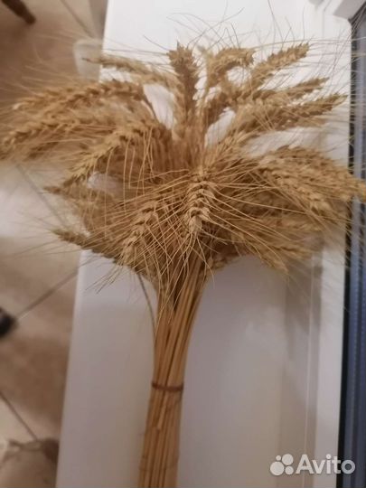 Колосья пшеницы