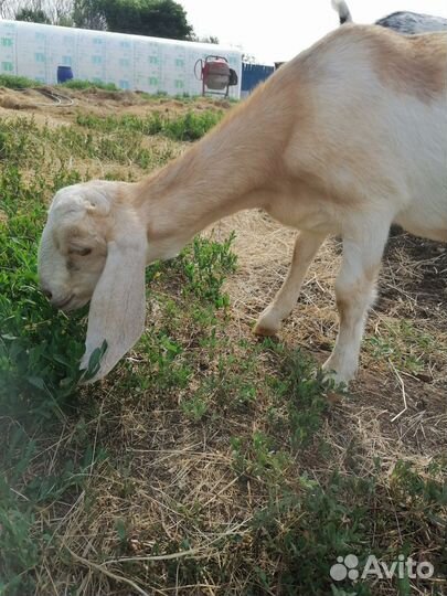 Козлята камори