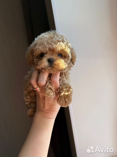 Мальтипу micro Китай уже в России