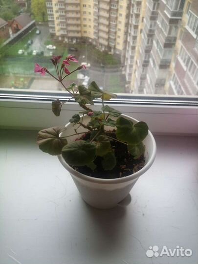 Домашние цветы