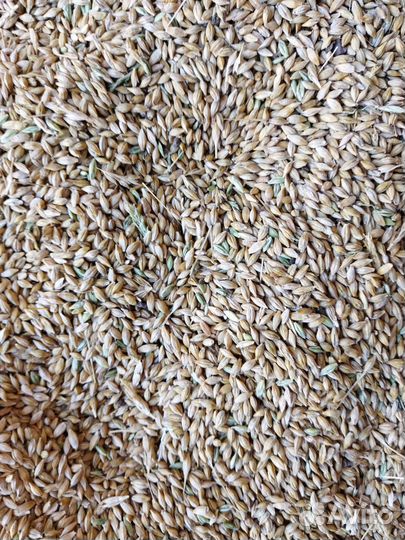 Продам Пшеницу, Ячмень