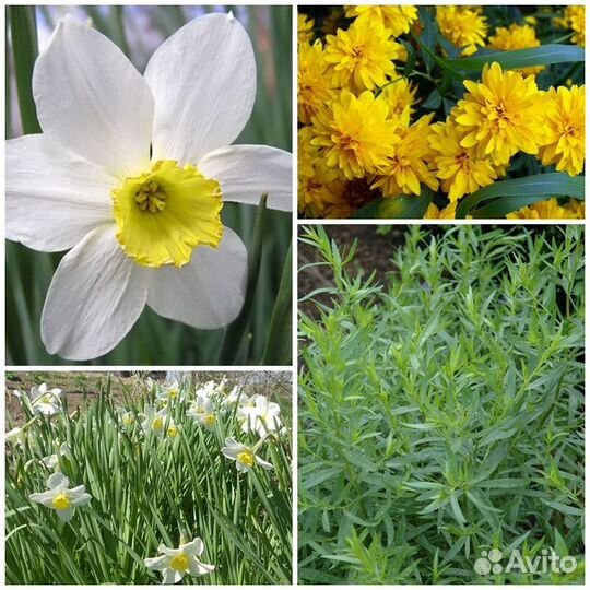 Садовые растения