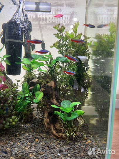 Нано аквариум