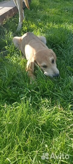 Русские гончие собаки