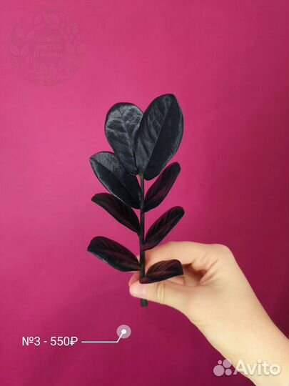 Замиокулькас Блек Равен