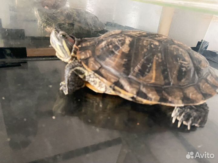 Красноухая черепаха с аквариумом