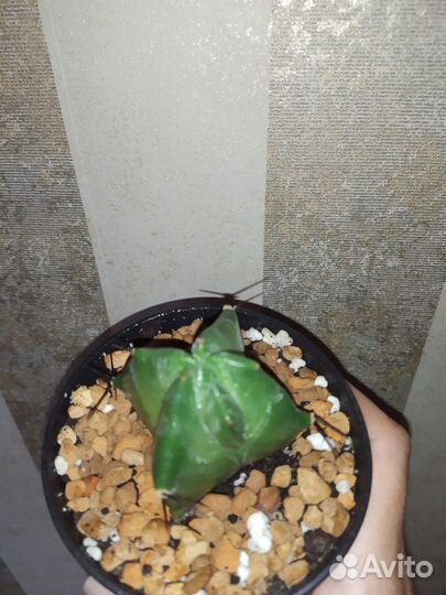 Кактусы редкие