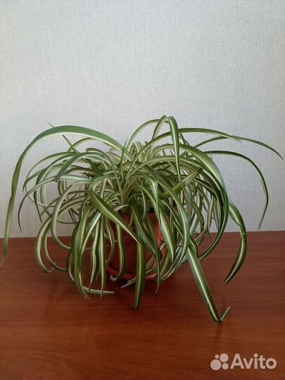 Комнатные растения