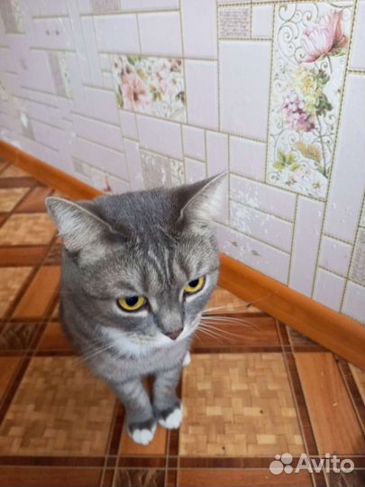 Кошечка в добрые руки