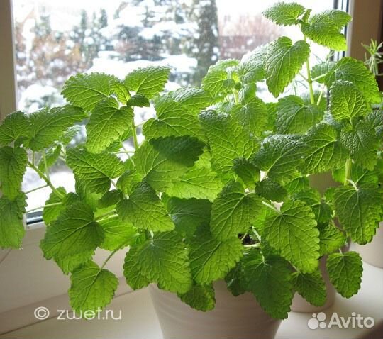 Каланхоэ лекарственный и мята домашняя