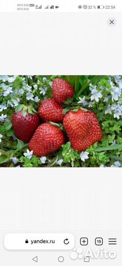 Саженцы, укоренённые усики клубники Фестивальная