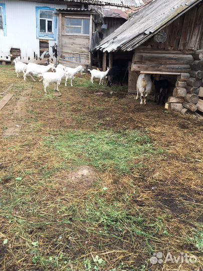 Козы козлята