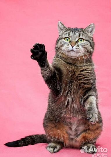 Пухленькая Пумочка ищет мам пап