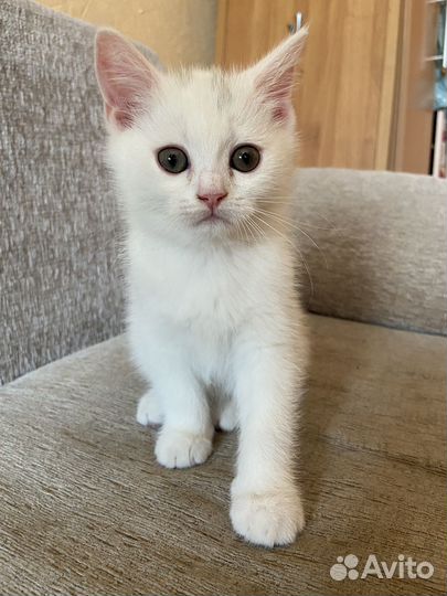 Шотландский котенок (мальчик)