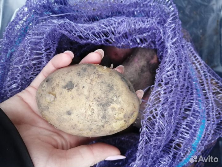 Картофель деревенский крупный