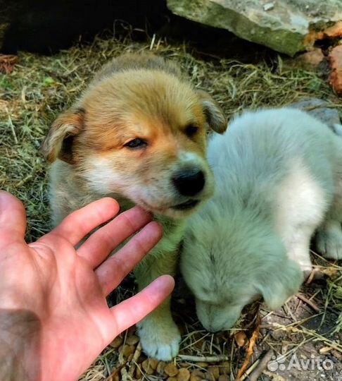 Щенки в дар