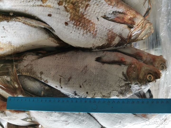 Лещ Татарский 0,5-1, 1+