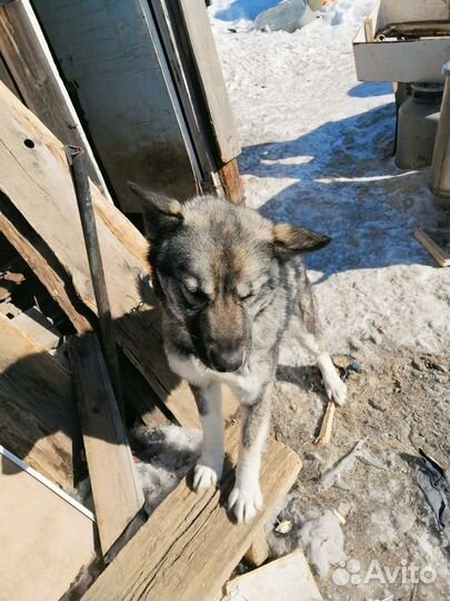 Стерильная собака