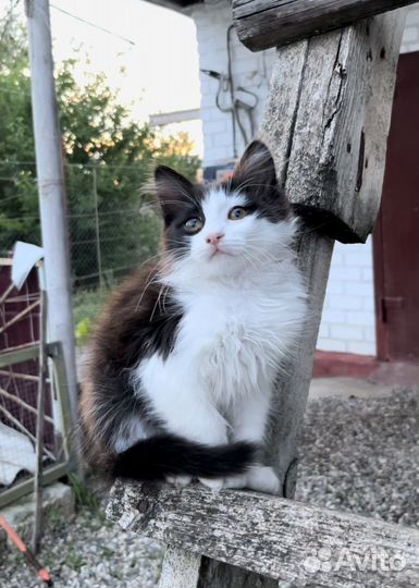 Котенок ищет новый дом