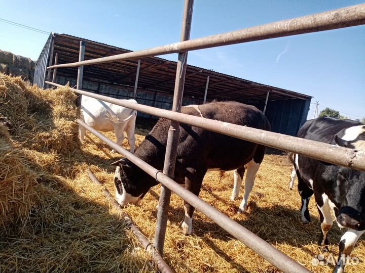 Продам мясо говядина и конина Халяль