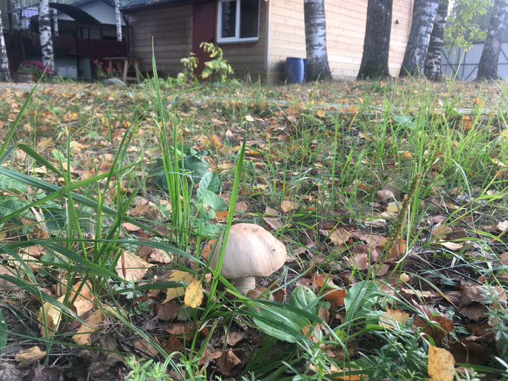 Дом 60 м² на участке 20 сот.