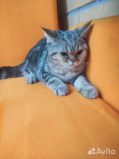 Котик яисокровный