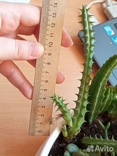 Кактусы вариегатные, гимнокалициум