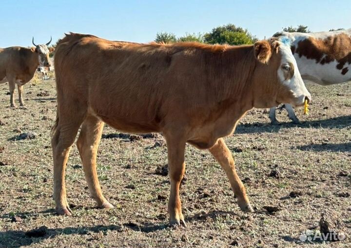 Телята телочки