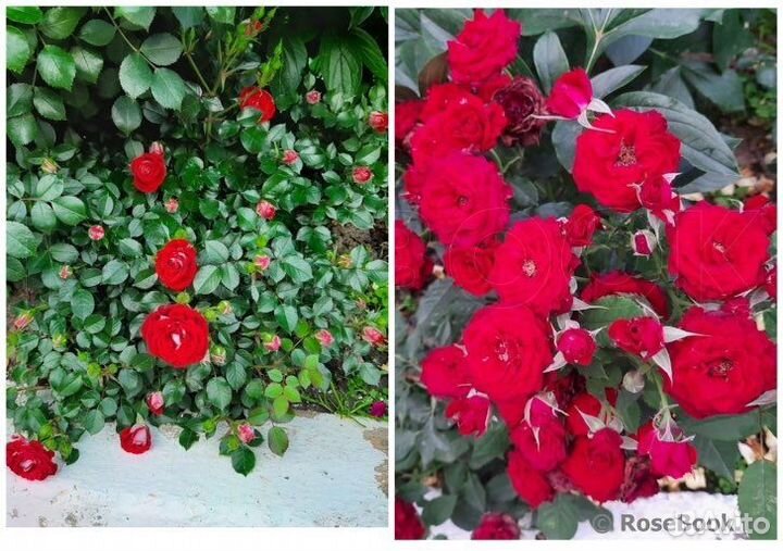 Миниатюрная роза Мейди