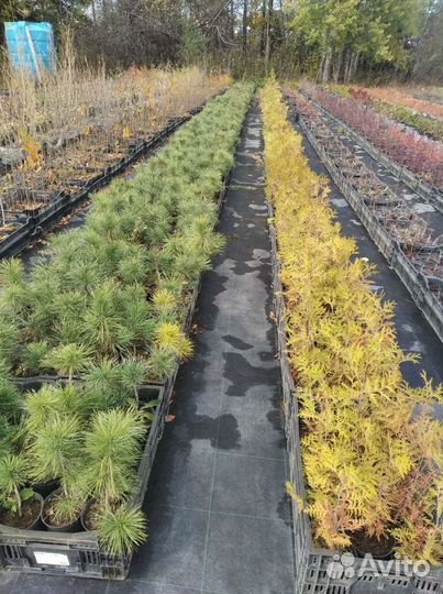 Саженцы Хвойных и Лиственных деревьев