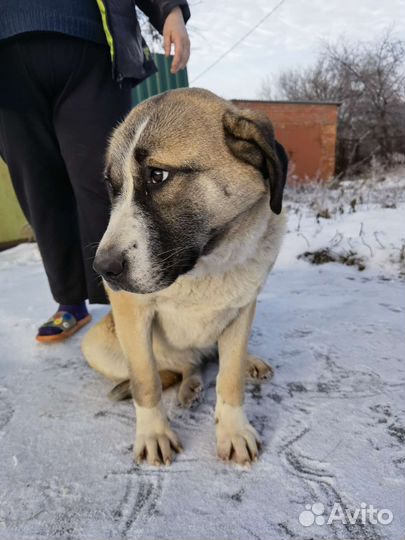 Метис алабая