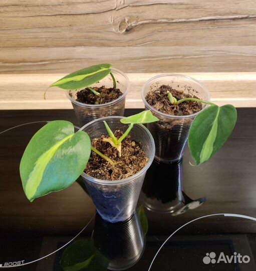 Сциндапсус Пиктус Треби и Скандекс Бразил