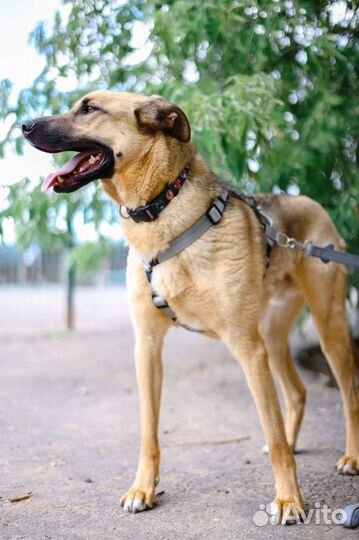 Очаровательный пёс из приюта в дар