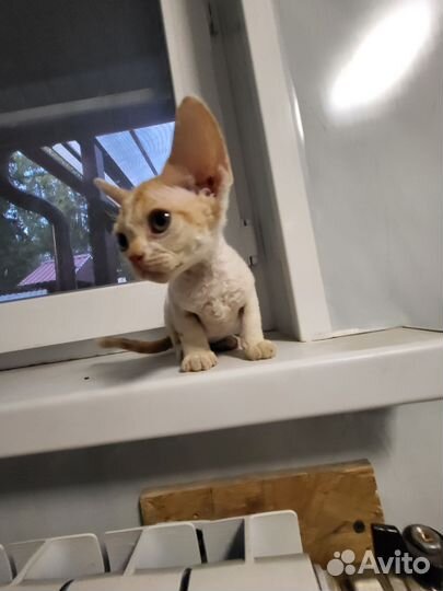 Котята девон-рекс